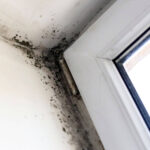 Mold Inspection in Florida Homes