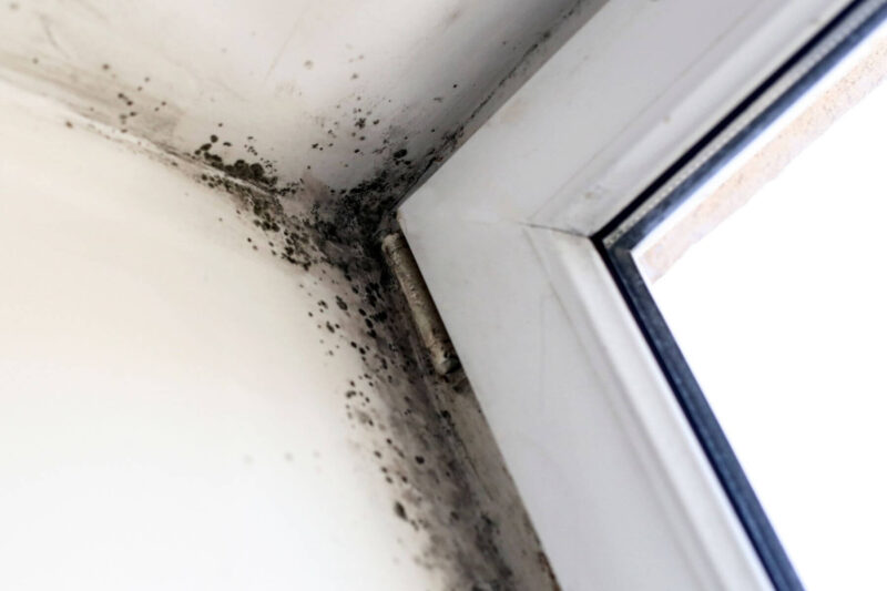 Mold Inspection in Florida Homes